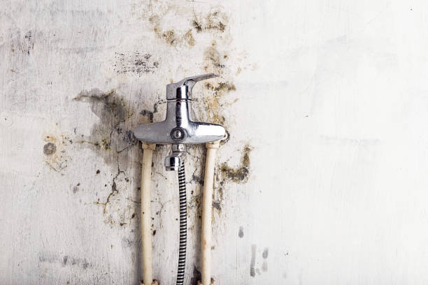 Best Residential Mold Remediation in Pebble Creek, FL