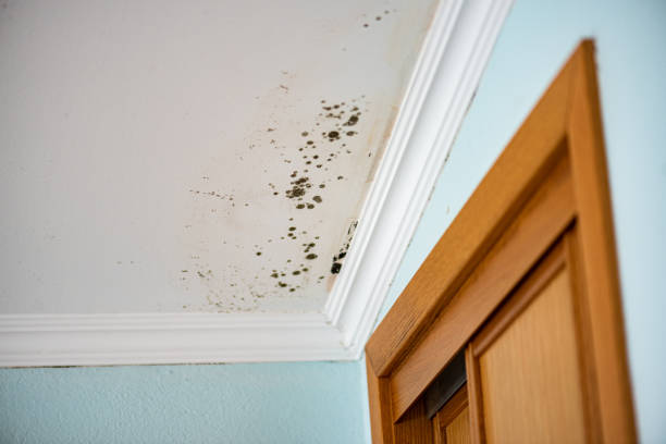 Best DIY Mold Remediation Support Services in Pebble Creek, FL