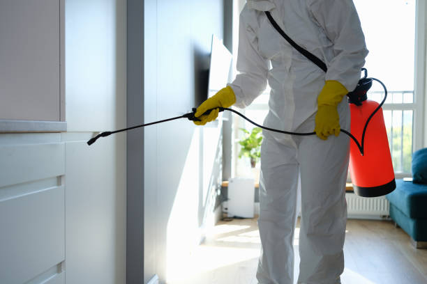 Best DIY Mold Remediation Support Services in Pebble Creek, FL